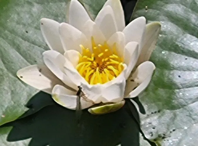 Dhamma-Retreat in Berlin